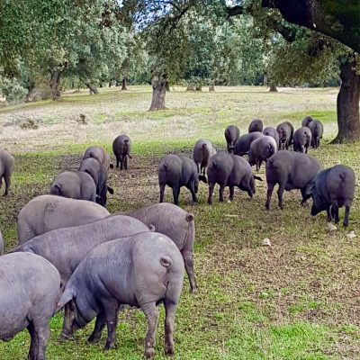 Descubre por qué los jamones y paletas de bellota son tan exclusivos